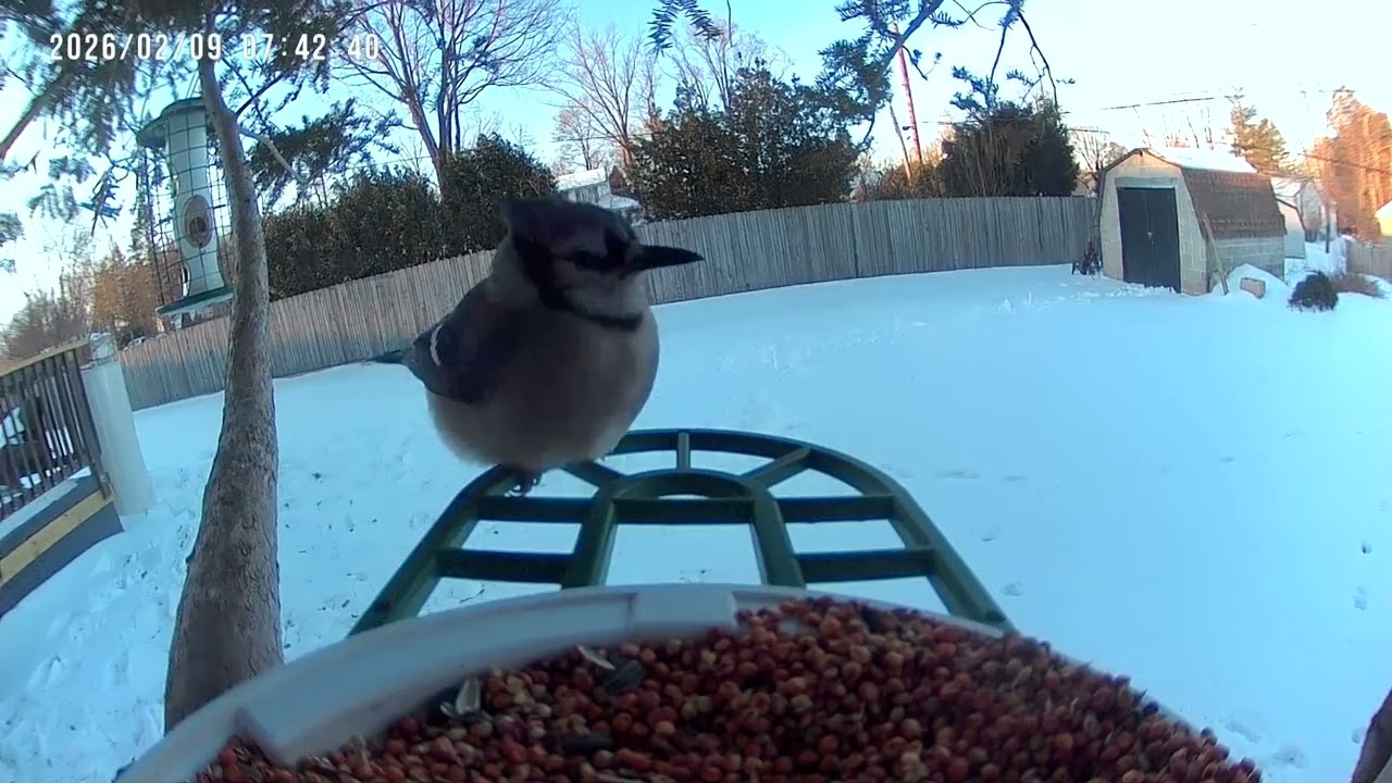 Birds & Squirrels Eat on Bird Feeder Cam 2K #birdsforcatstowatch #birdidentification #birds