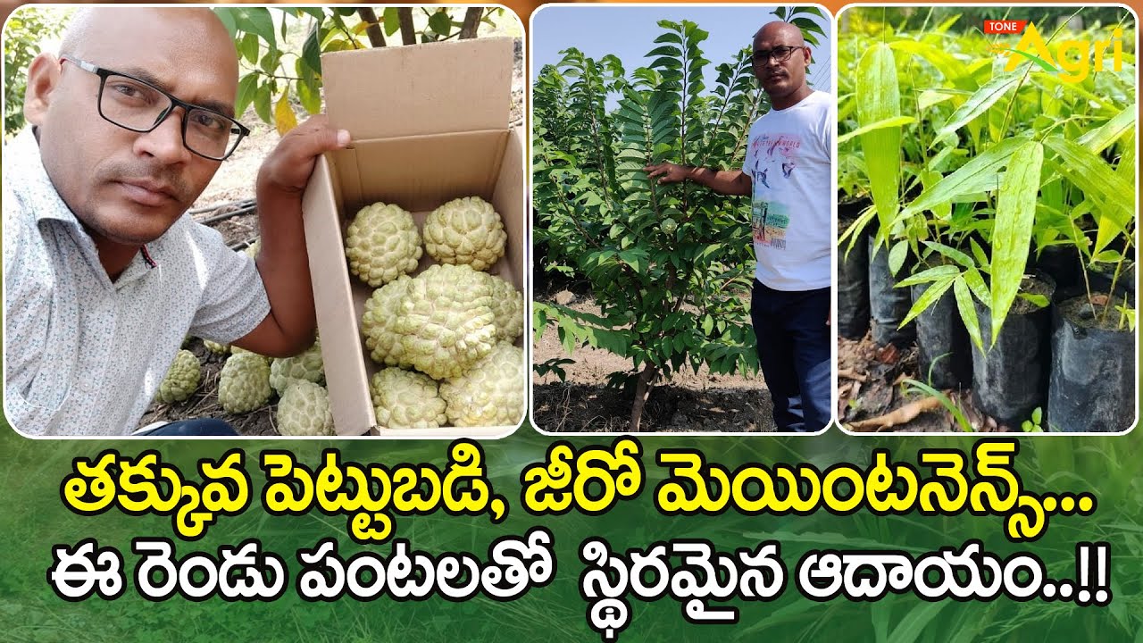 Custard Apple Farming Guide | తక్కువ పెట్టుబడి, జీరో మెయింటనెన్స్.. స్థిరమైన ఆదాయం..!! Tone Agri