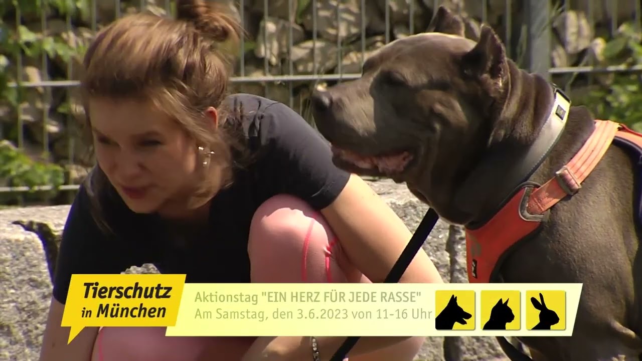 TIERSCHUTZ IN MÜNCHEN: Listenhunde- zu Unrecht diskriminiert
