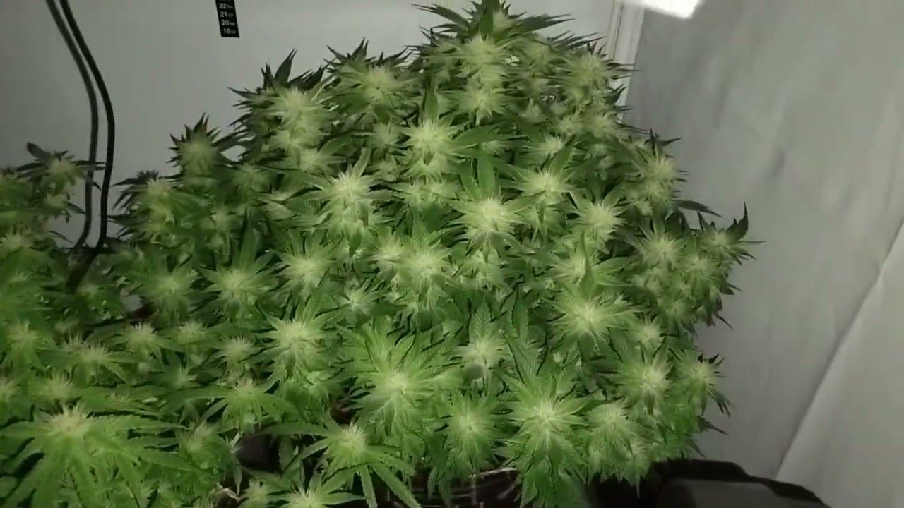 Flower Day 35 | Ebb & Flow Coco Grow Update &ndash; Santa Maria & Zombie Kush
