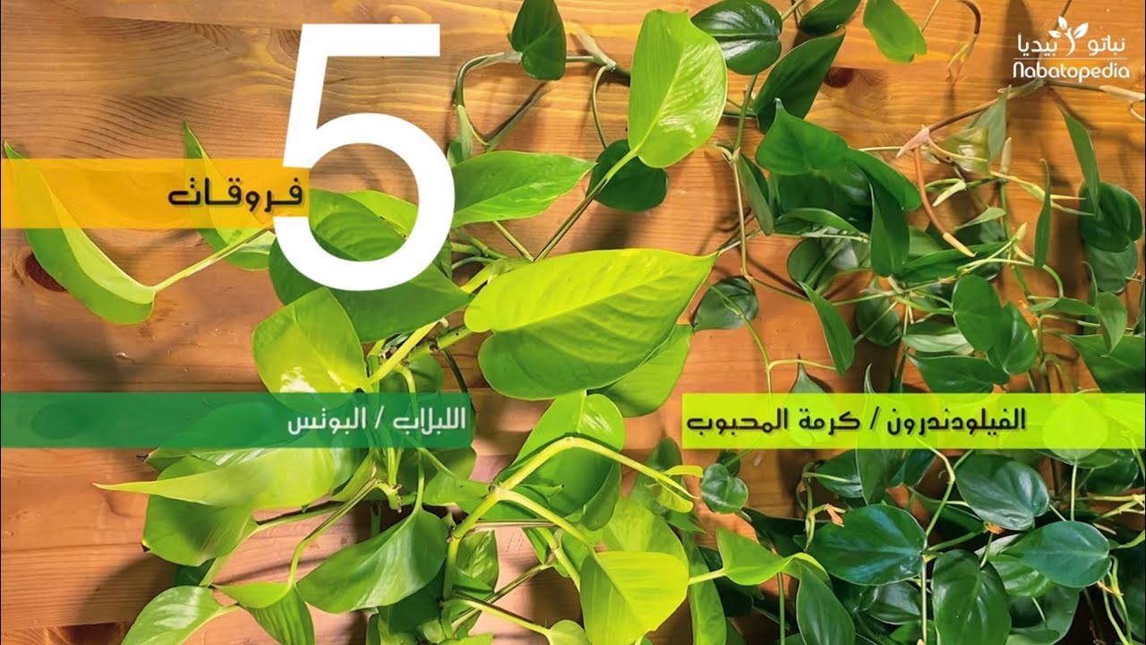 ازاي افرق بين اللبلاب و الفيلودندرون عند الشراء