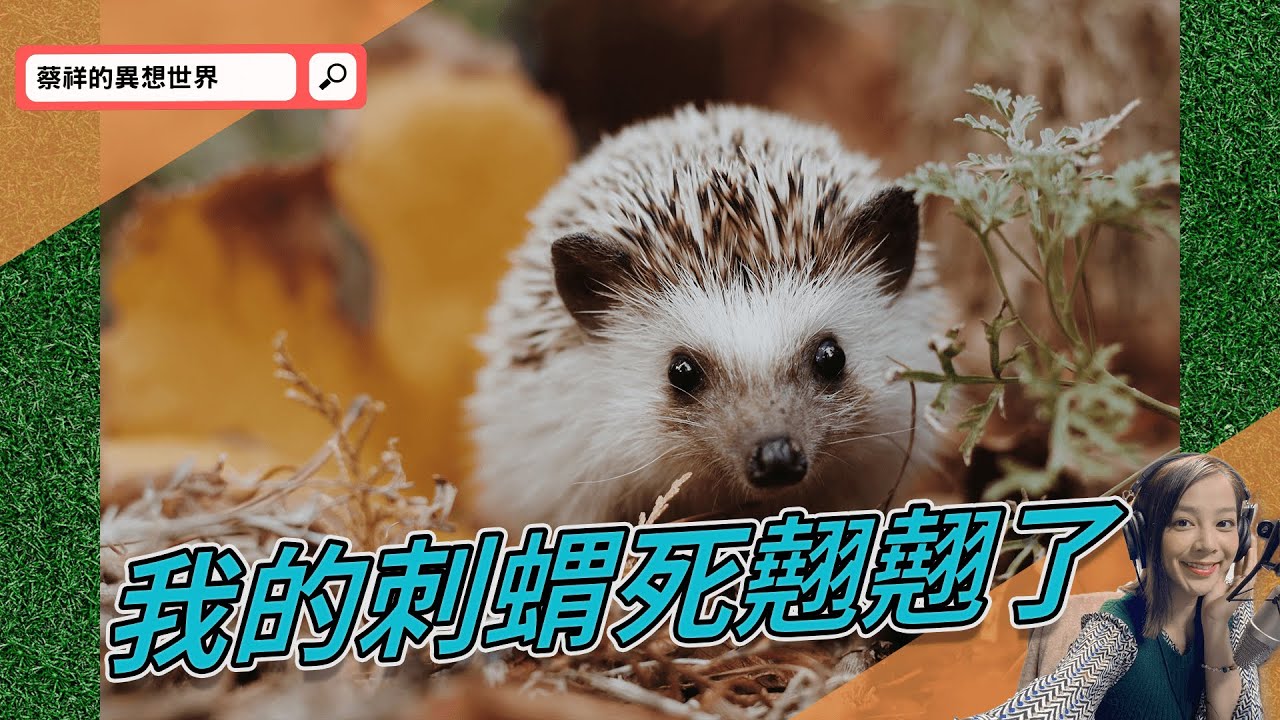 我的刺蝟死翹翹了 | 蔡祥的異想世界 | 好好聽FM | hhtFM