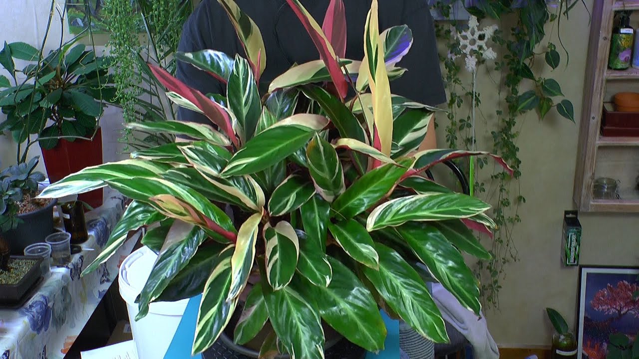 Calathea Triostar, Monstera Thai Constellation, Seemandelbaum, Monstera Adansonii und Neuzugang