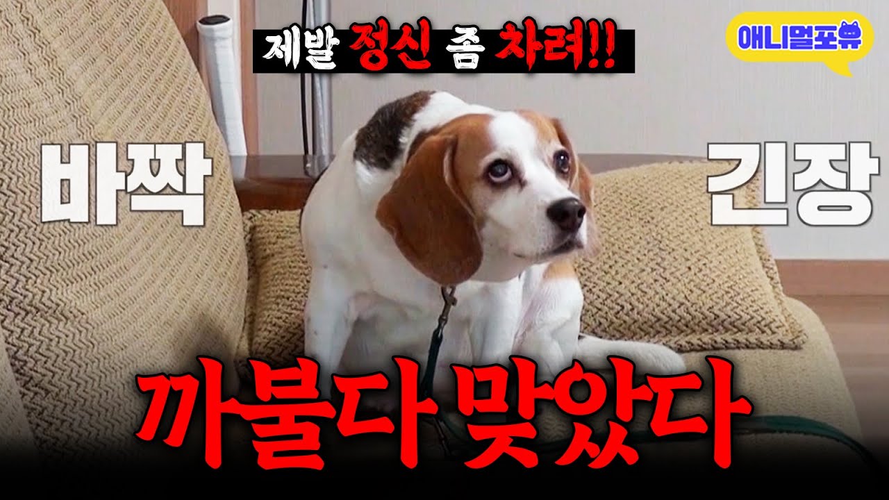 “제발 정신 차려!!” 강형욱 교육 한 번에 바로 착해지는 개  I KBS 개는 훌륭하다 200302 방송