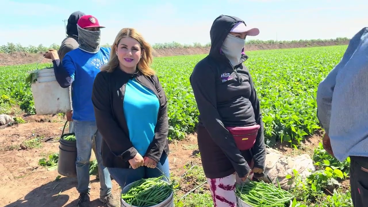 Así se la rifan, las mujeres en el corte de ejote en el corazón agrícola de México Guasave Sinaloa ￼