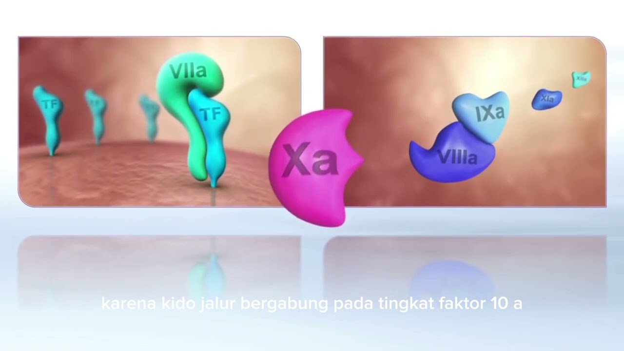 Mekanisme Hemostasis Primer, sekunder dan tersier (kel.2 D3TLM A)