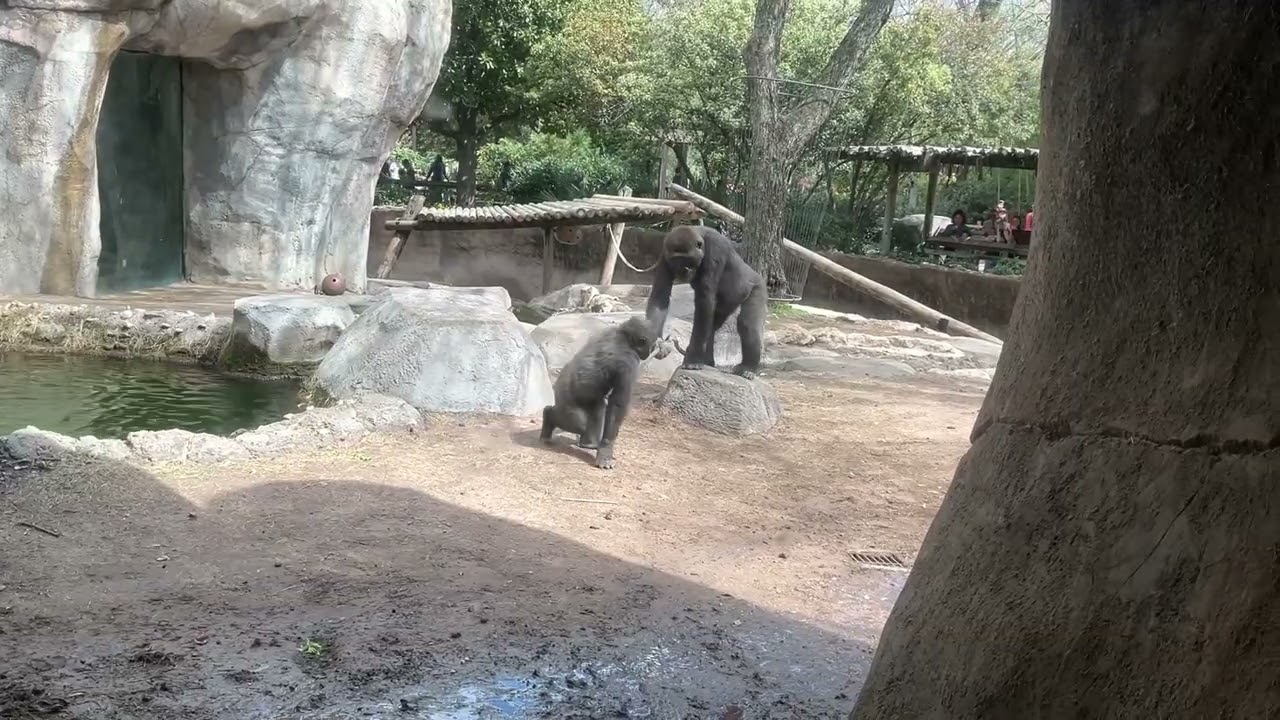 My first Video of Fort Worth TX at the Zoo