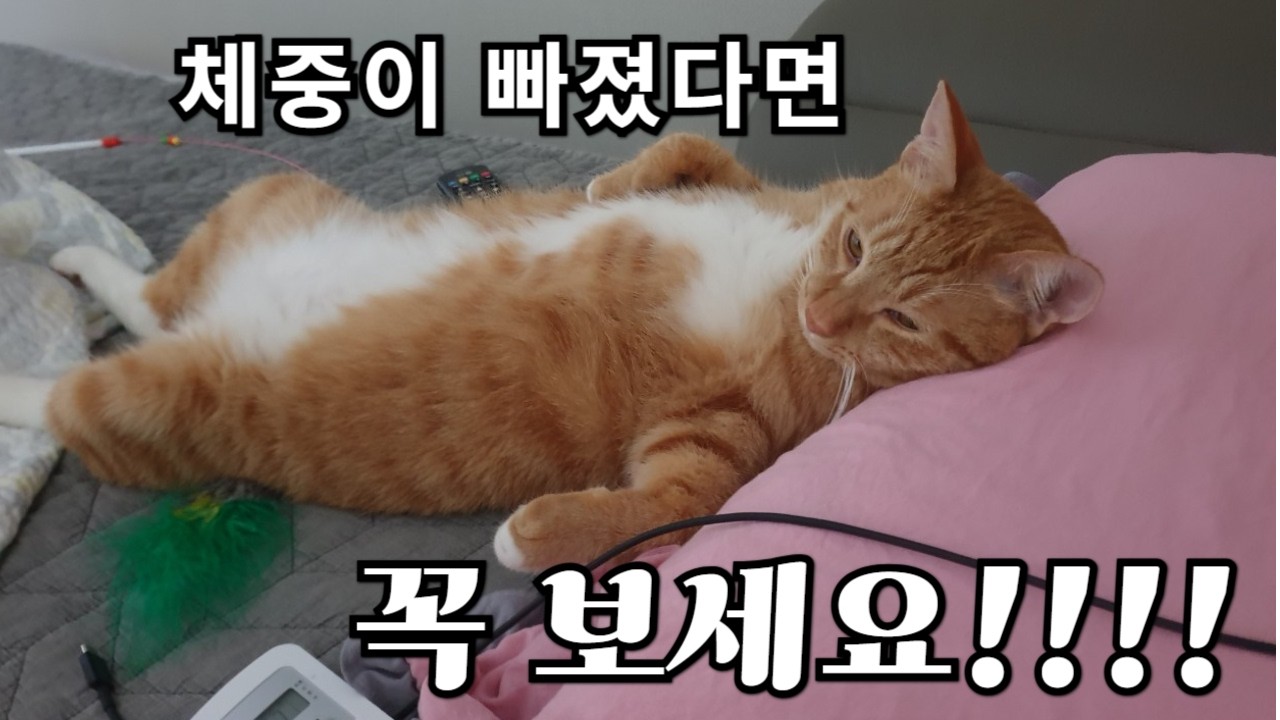 그냥 기운없는줄 알았어요~~그게 건식 복막염이었습니다!! 평범한 집사의 2025년 복막염이겨내기 스토리~~~
