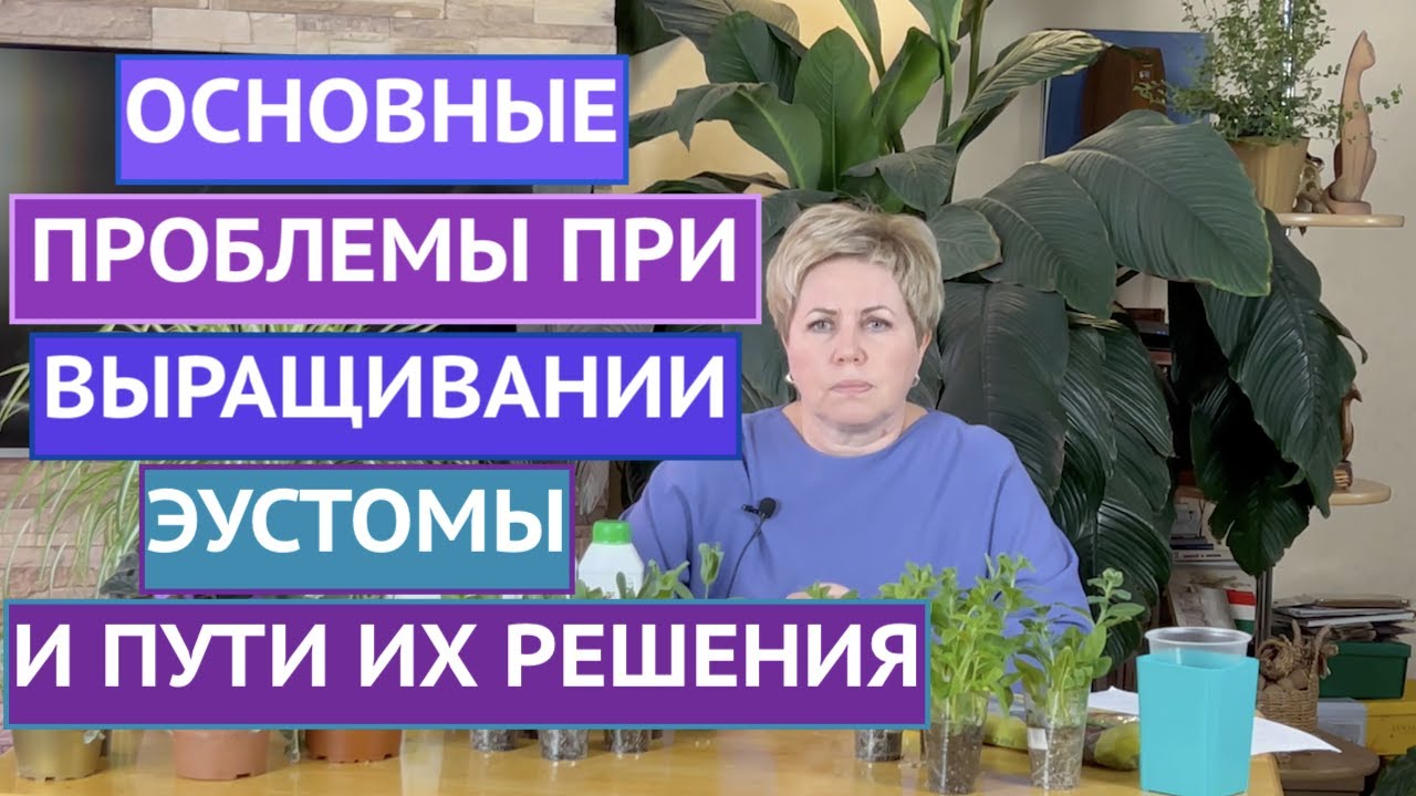 ОБСУЖДАЕМ ГЛАВНЫЕ ПРОБЛЕМЫ ЭУСТОМЫ: ЖЕЛТЫЕ ЛИСТЬЯ, ОТСУТСВИЕ РОСТА И ДРУГИЕ