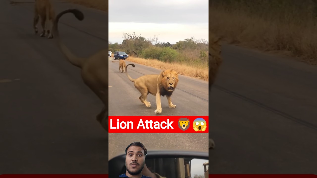 #lion