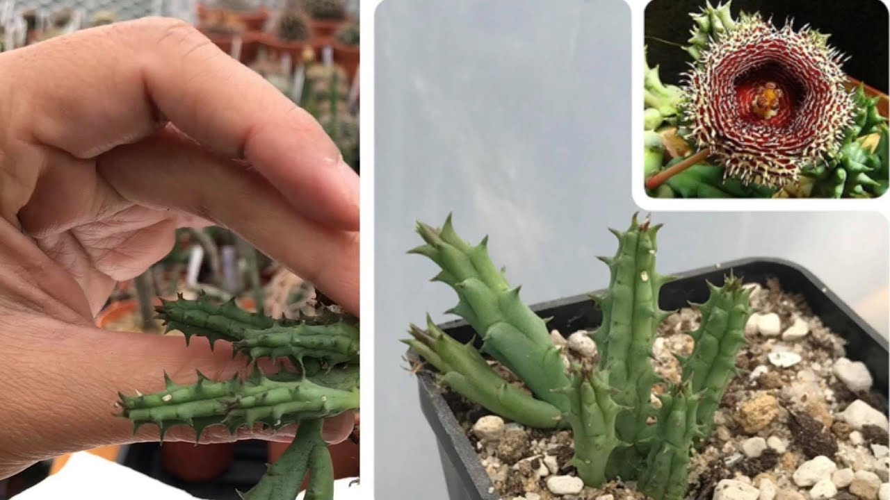 Unboxing stinkies 💚 huernia, stapelianthus, orbea | Delicious - Succulents and Cacti