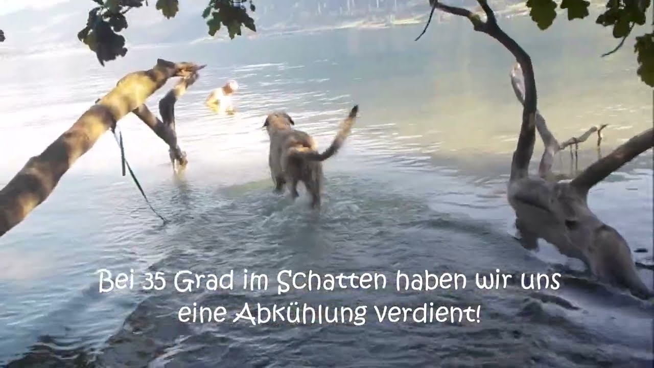 Irish Wolfhound Fiona Fang mich  'Im See'