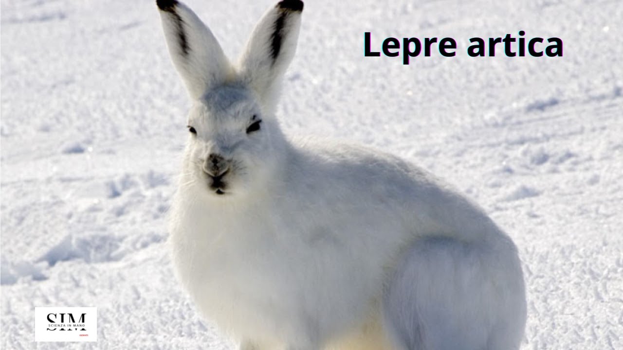 Lepre artica