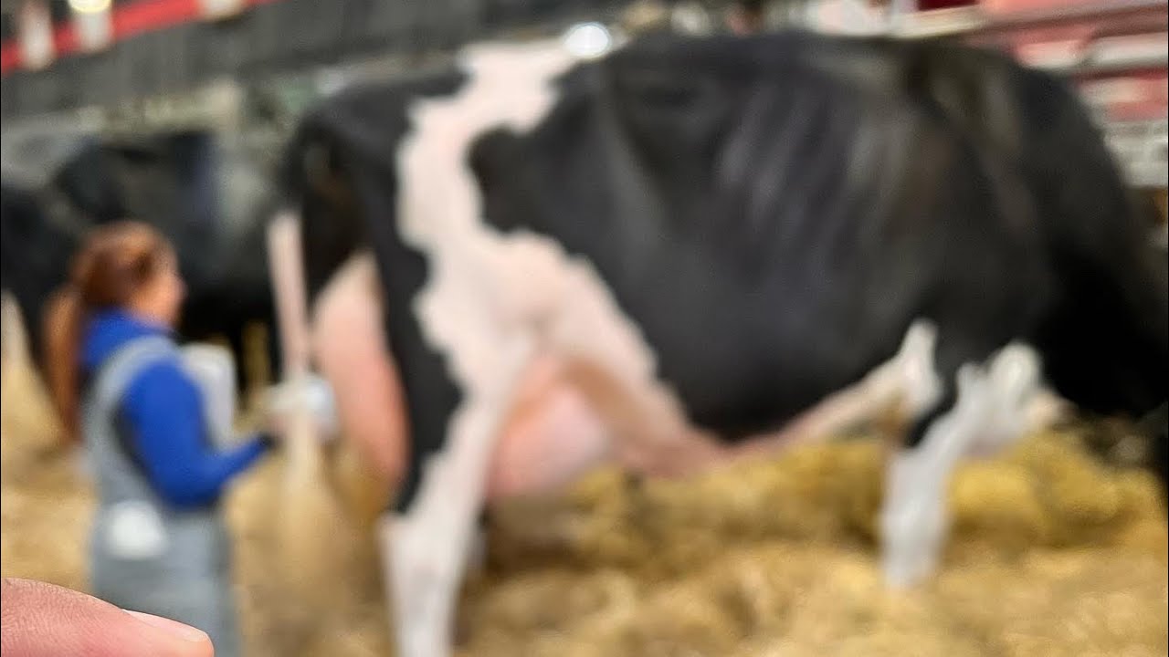 Visite la FERIA de GANADO MÁS grande De mi PAÍS