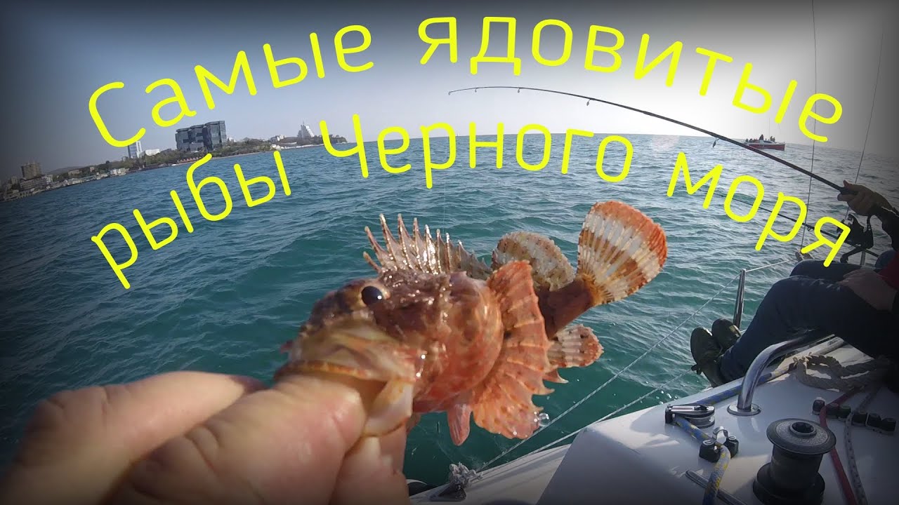 Это должен знать каждый турист! Самые ядовитые рыбы Черного моря | Poisonous fish of the Black Sea