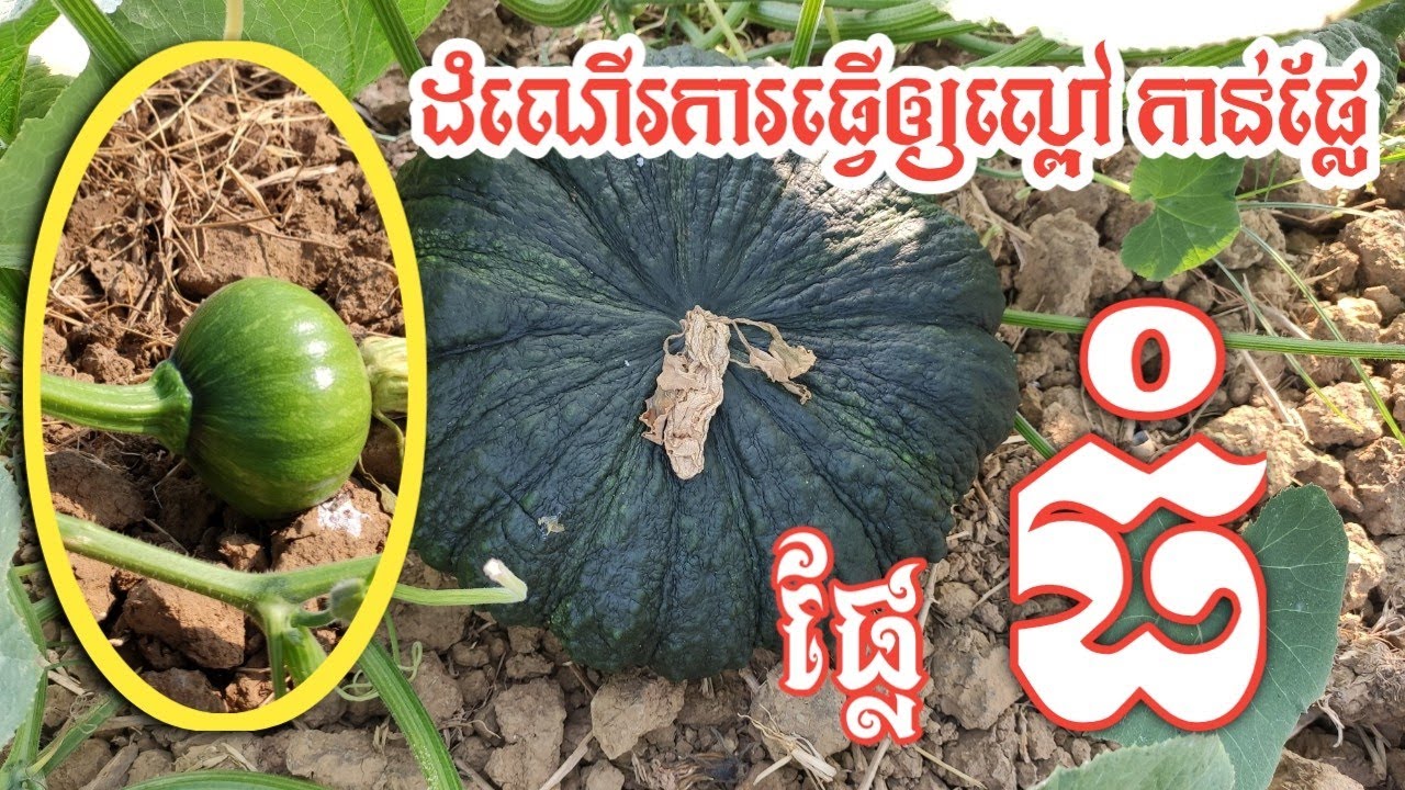 ដំណើរការធ្វើឲ្យល្ពៅកាន់ផ្លែ ផ្លែធំ
