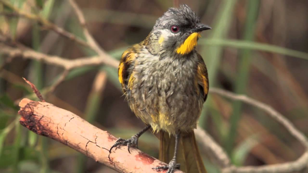 Yellow throated Honeyeater, Birds Tasmania,   Australia.