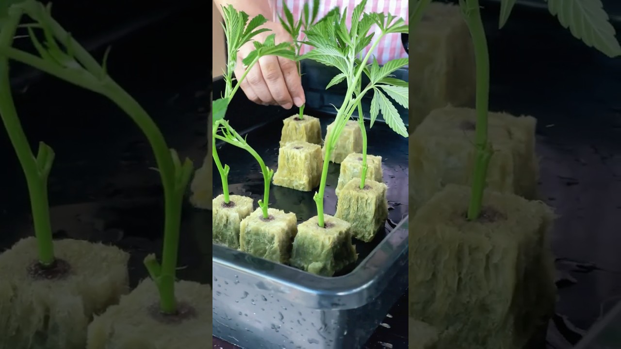 Cannabis cloning RootManai gel with Rockwool #architecture #cloning #tree #grower #cannabis