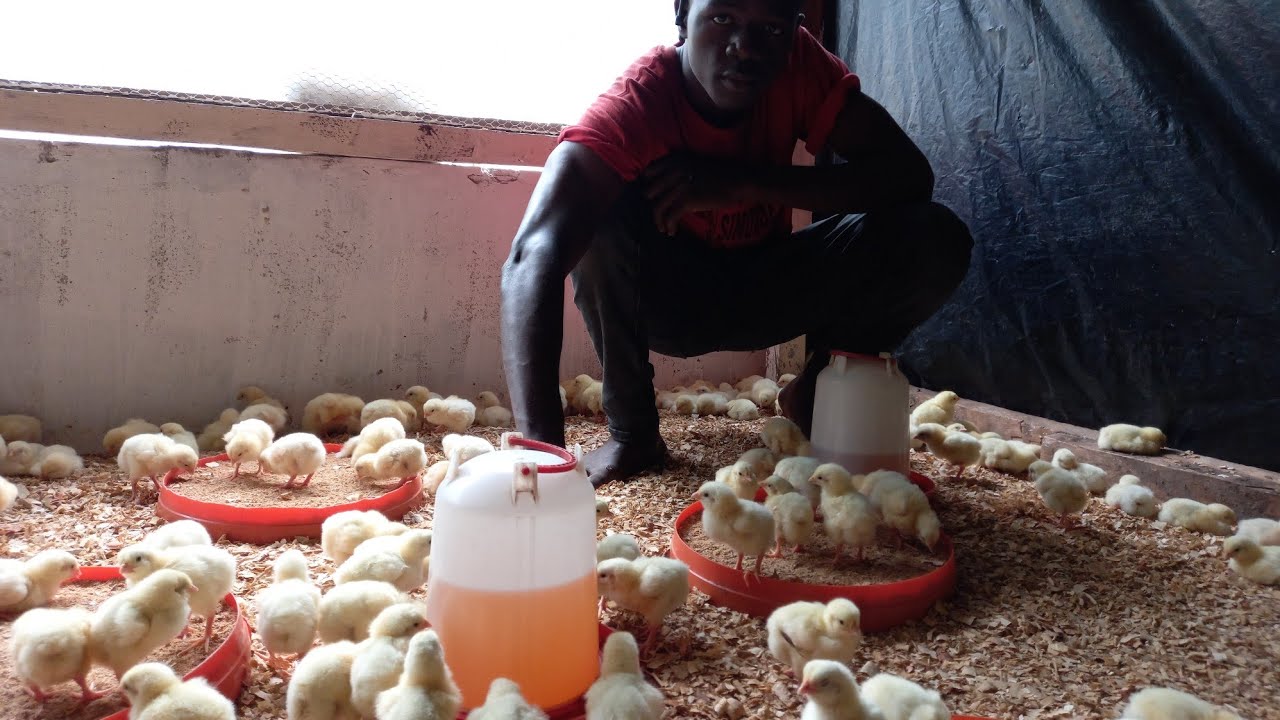 Comment faire le Chauffage des Poussins : Réception et installation des Poussins Partie 1/8