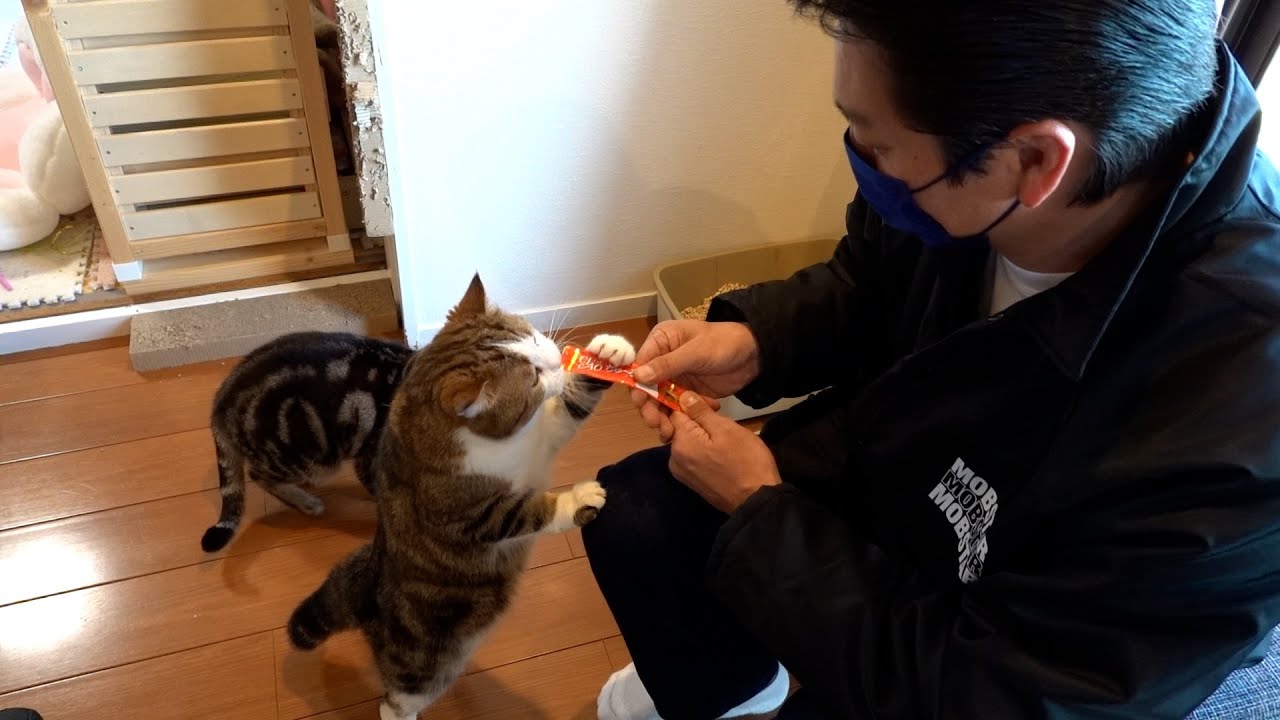 【日本統一メイキング】中澤家にお邪魔して、猫ちゃんたちに癒されてきました！