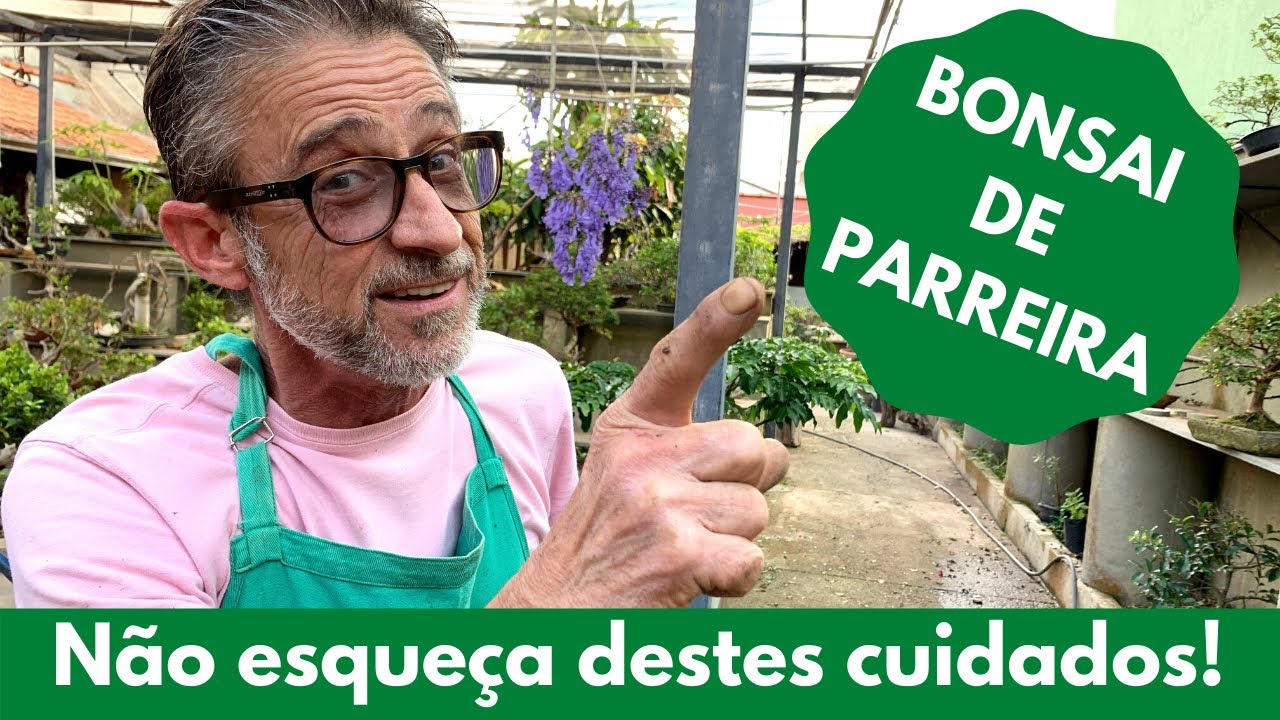 BONSAI DE PARREIRA - Não esqueça destes cuidados!