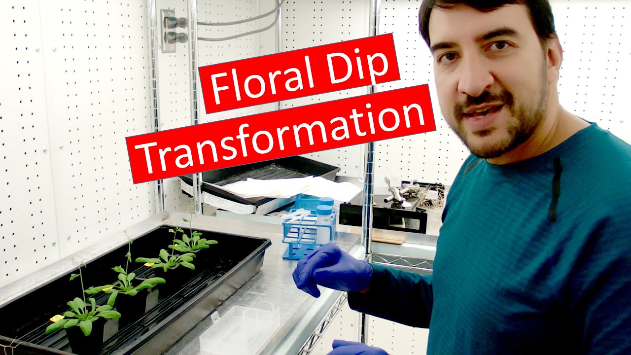 Transforming Arabidopsis by Agrobacterium floral dip
