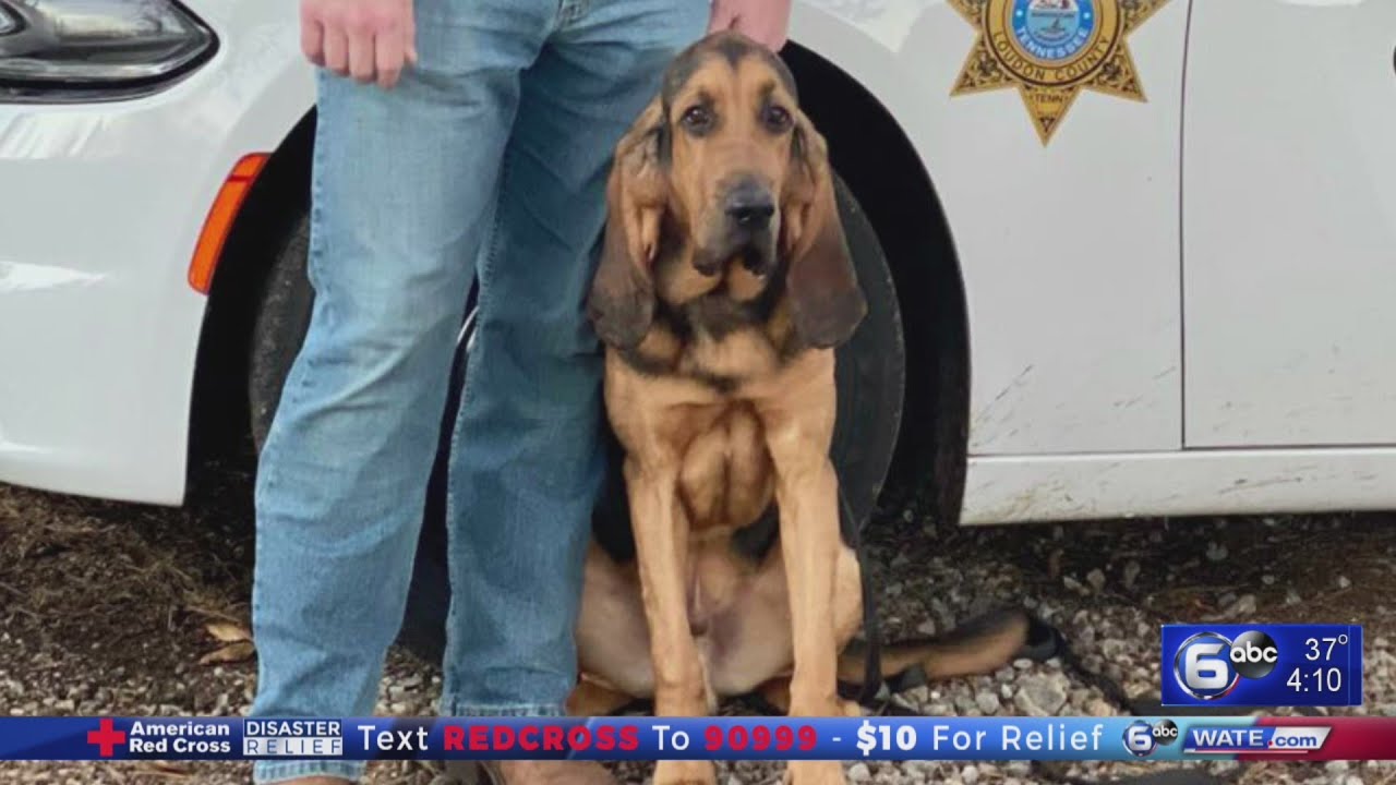 New bloodhound for Loudon County Sheriff's Office