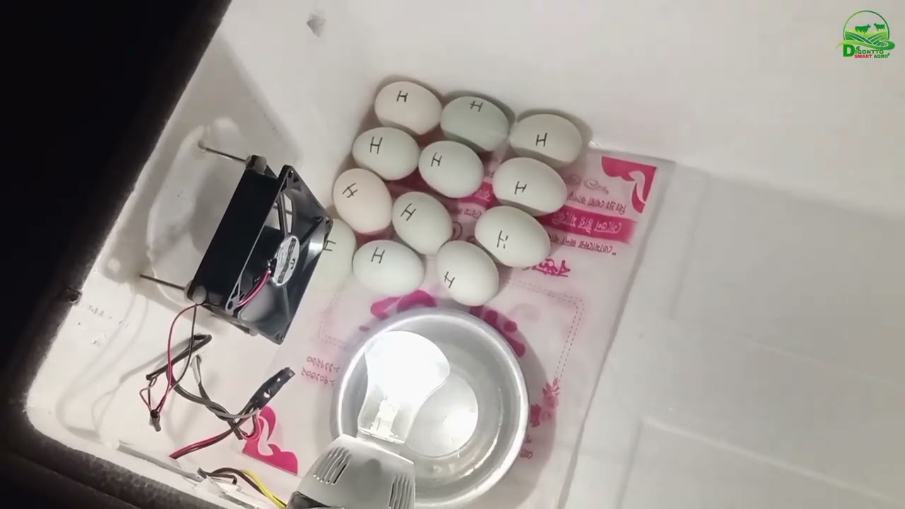 ইনকিউবেটর দিয়ে ডিম ফুটানো মেশিন | ২১ দিনে বাচ্চা ফুটানোর সম্পূর্ণ গাইড #agro #farming