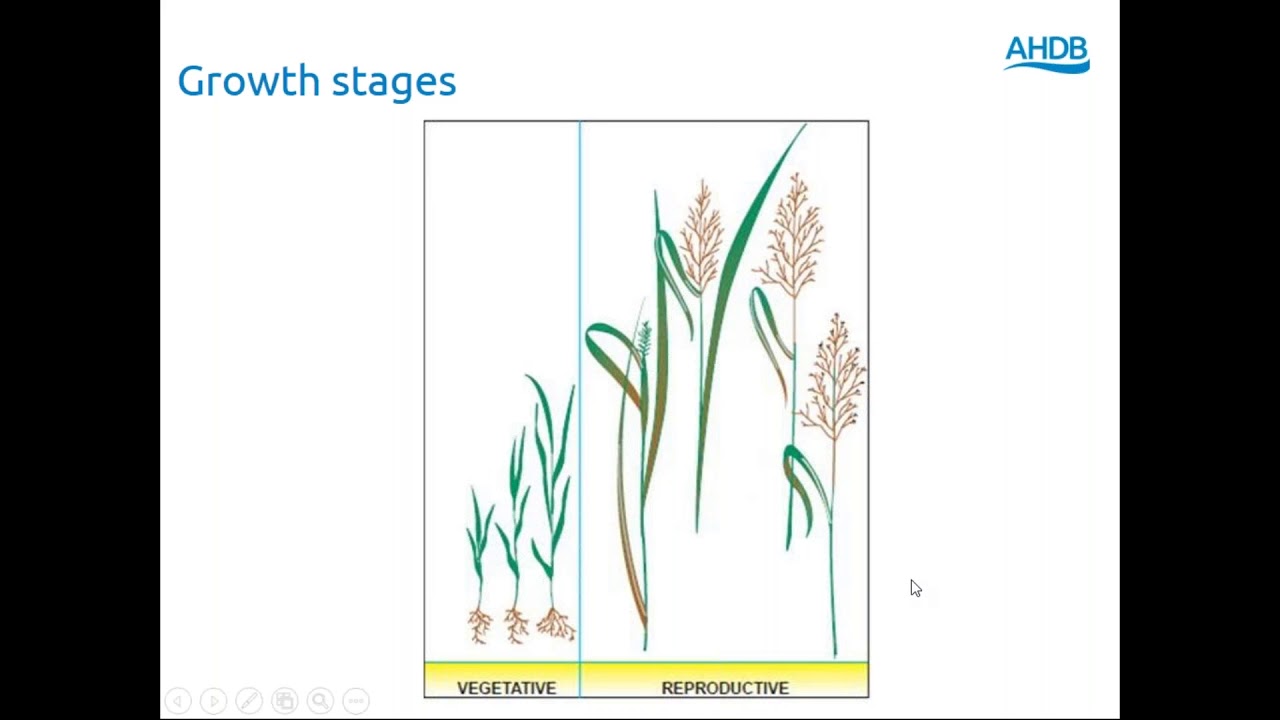 Webinar: Making good silage - Back 2 Basics