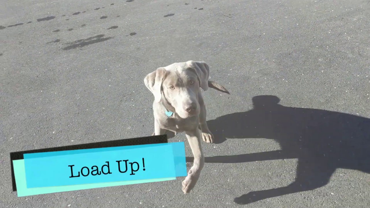 Silver Lab Pup 