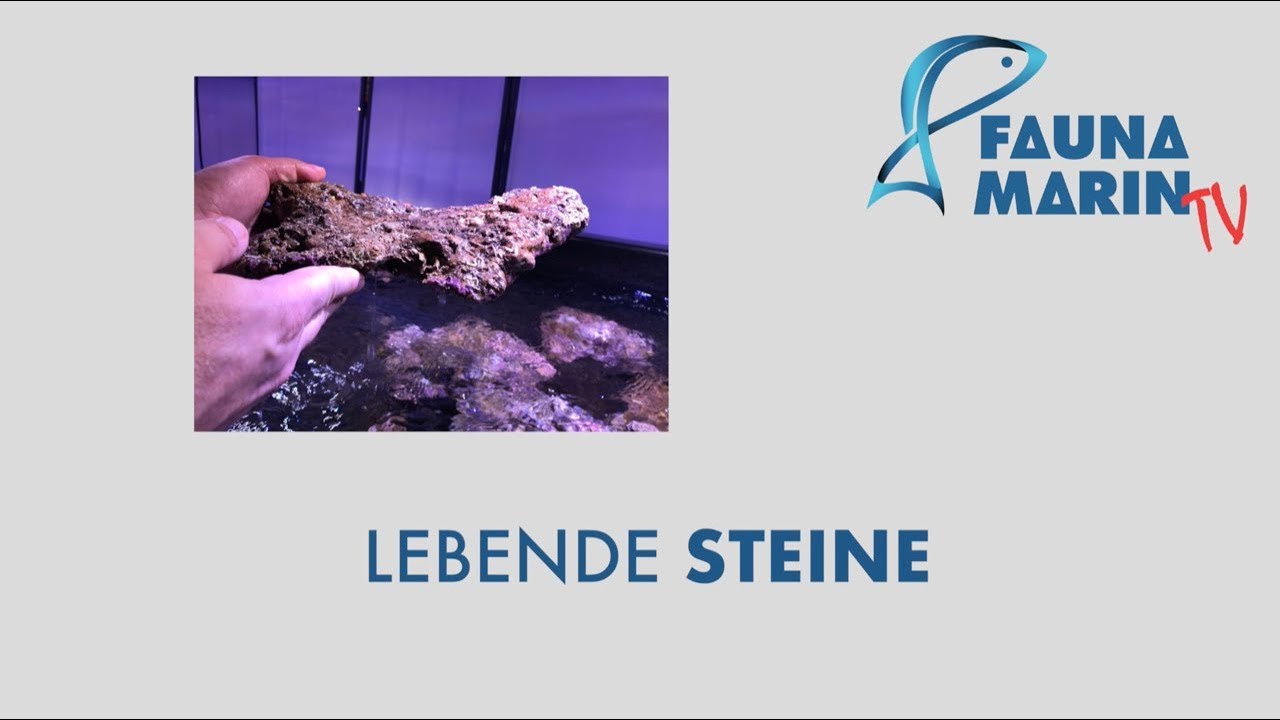 FaunaMarin: Aquarium einfahren mit lebenden Steinen