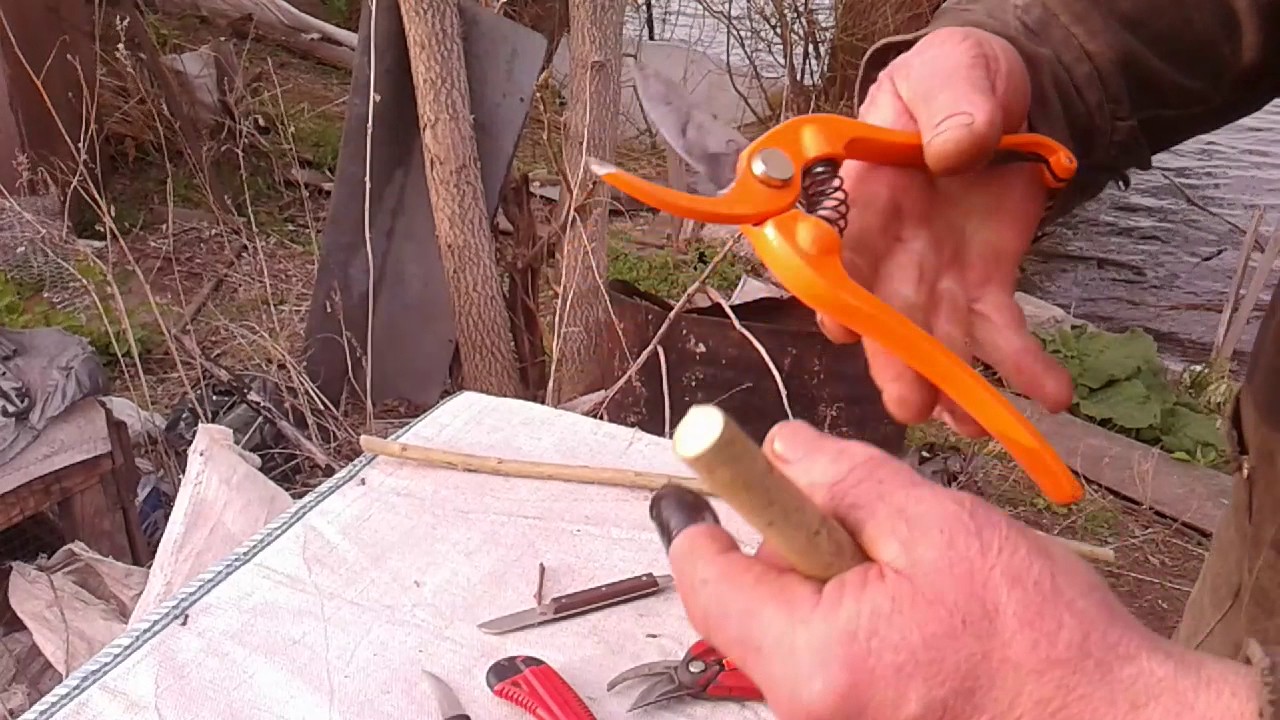 Прививка.Виды и приемы.Прививка се
мечковых и косточ
ковых.Прочитай описание.