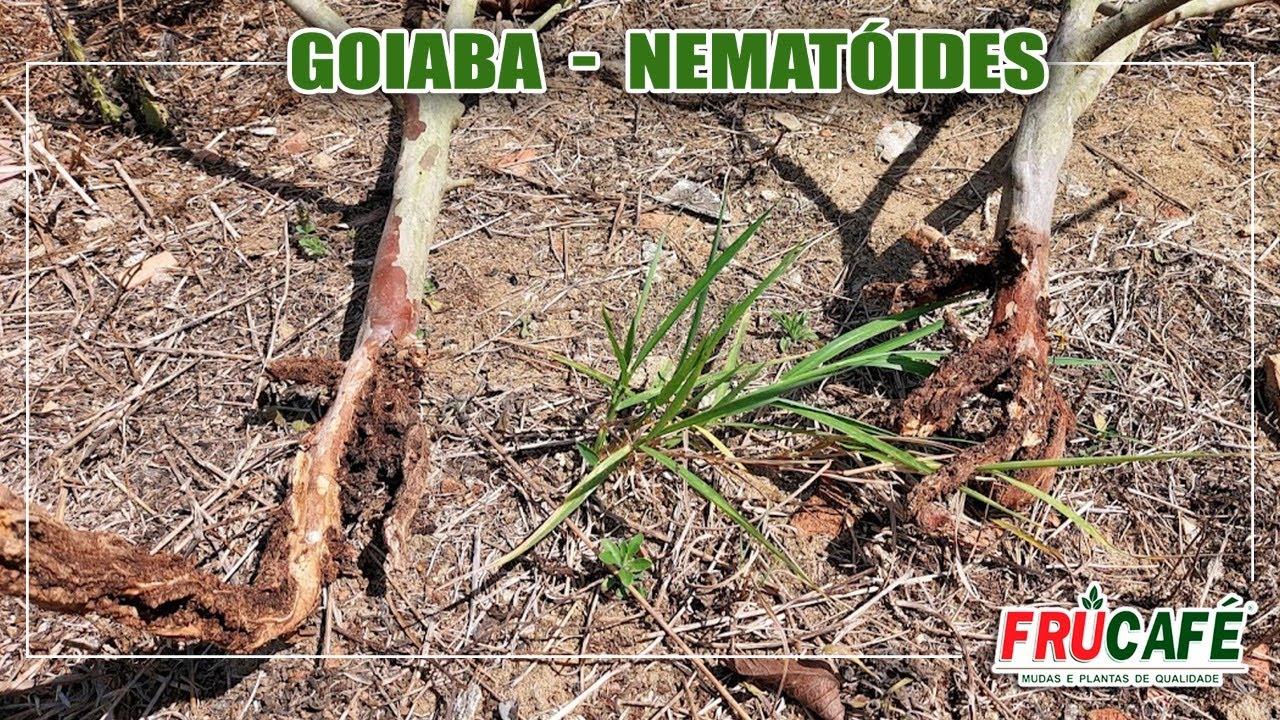 Como Evitar Nematóides em Goiaba, Definitivamente???