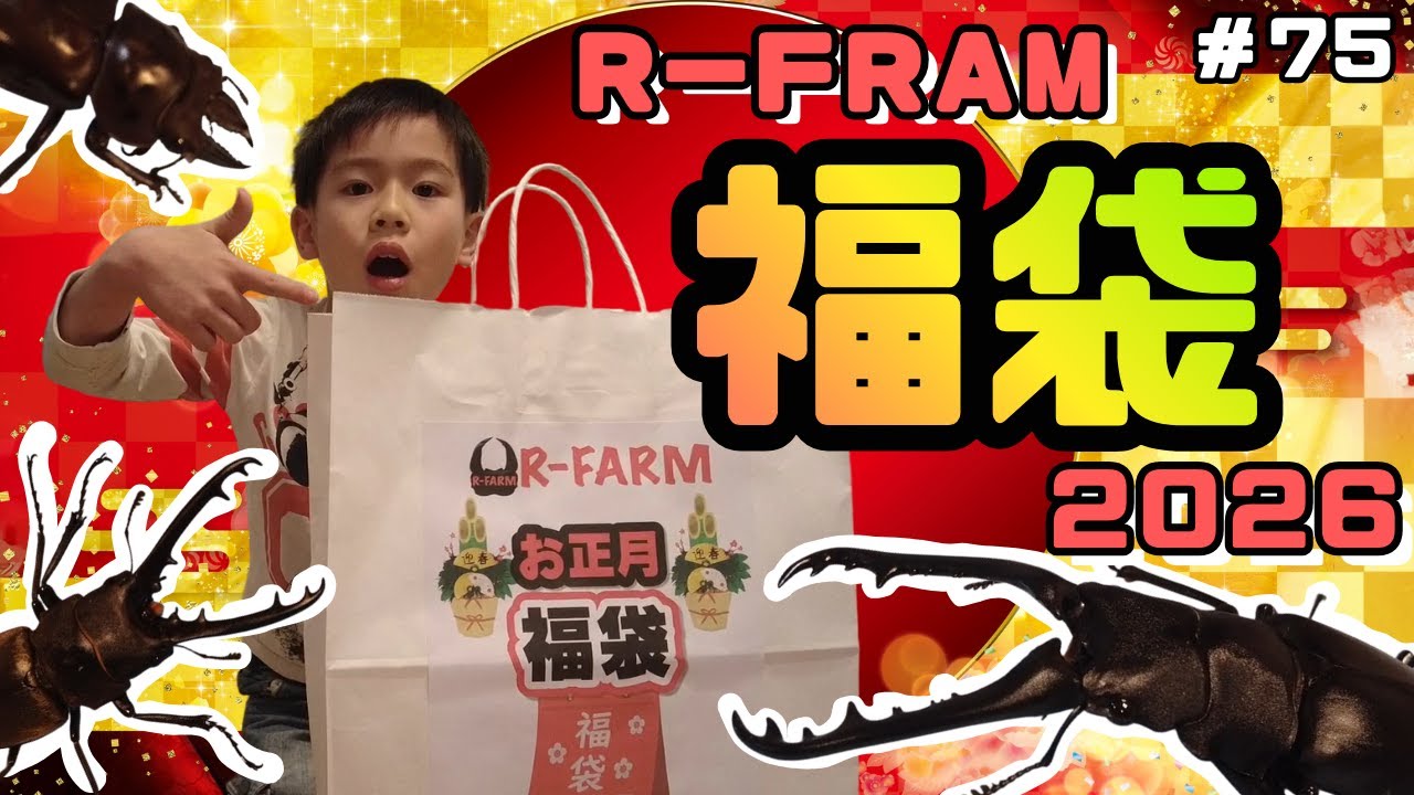 Ｒ－ＦＲＡＭ福袋開封！【ひーちゃんねる75】#Ｒ－ＦＲＡＭ#福袋#2026#ドエスブルグノコギリクワガタ#ババオウゴンオニクワガタ#ギラファノコギリクワガタ #昆虫飼育#小学生のリアル昆虫飼育日記