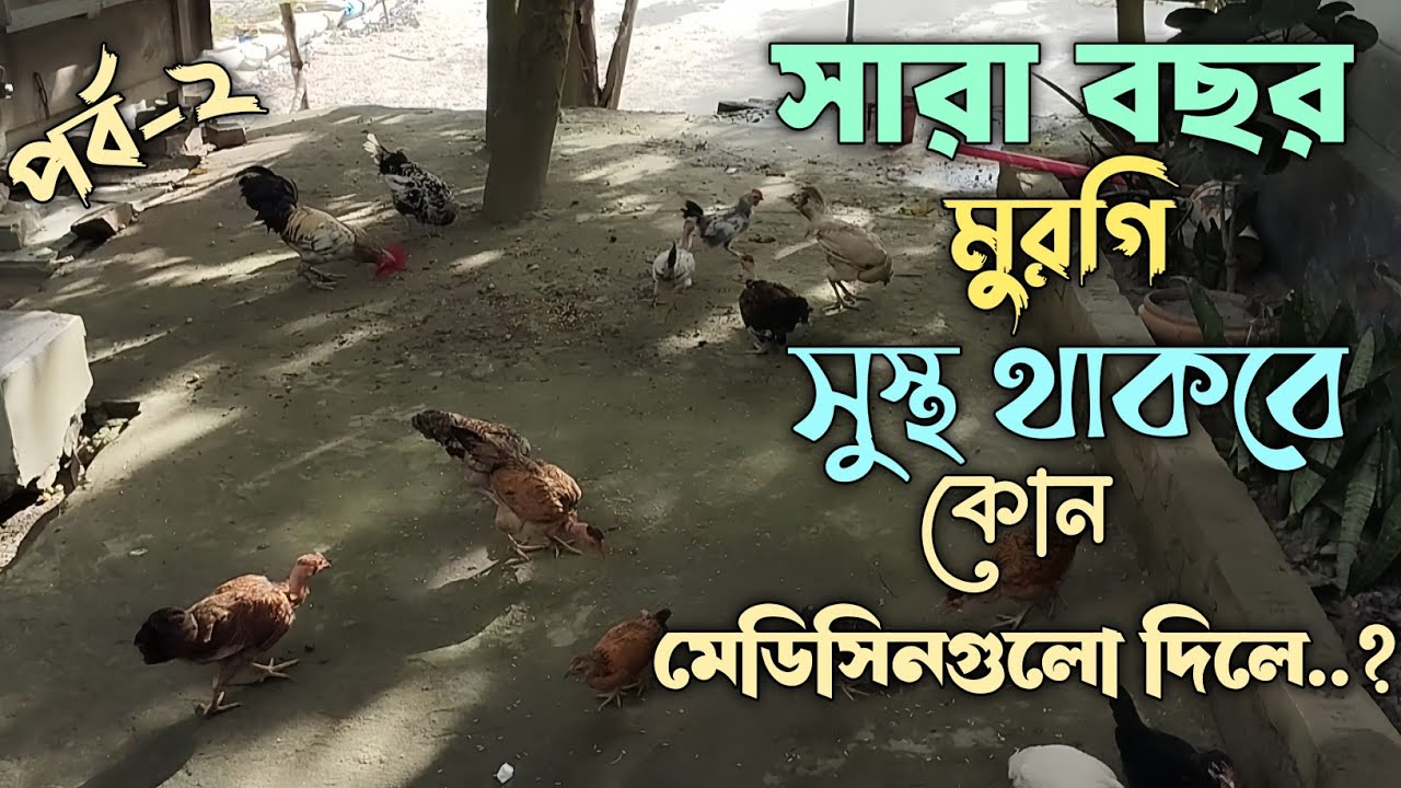 সারা বছর মুরগি সুস্থ থাকবে, কোন মেডিসিনগুলো দিলে..? 🐓 পর্ব-২ #দেশিমুরগি #দেশিমুরগিপালনপদ্ধতি #মুরগি