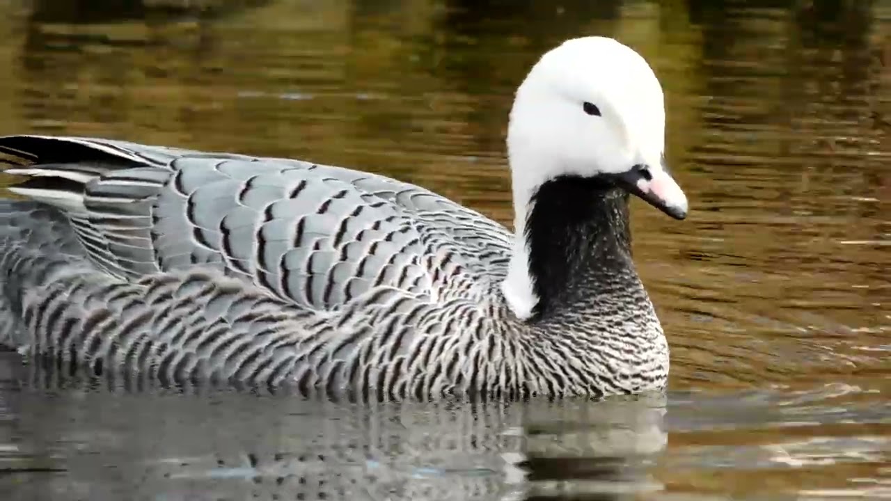 Emperor Goose