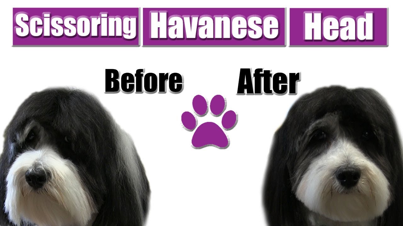 How To Scissor Havanese Head | Pro Pet Grooming Tips !