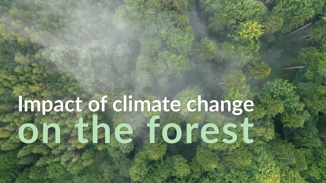 Impact of climate change on the forest