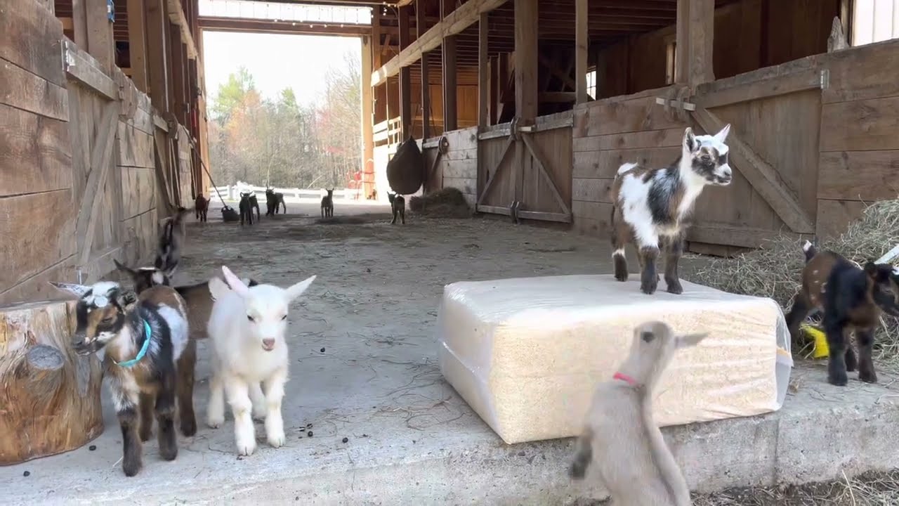 Today’s Wild Baby goat show!