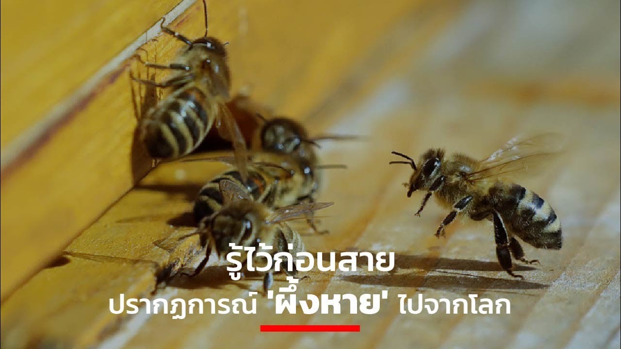 รู้ไว้ก่อนสาย ปรากฏการณ์ 'ผึ้งหาย' ไปจากโลก
