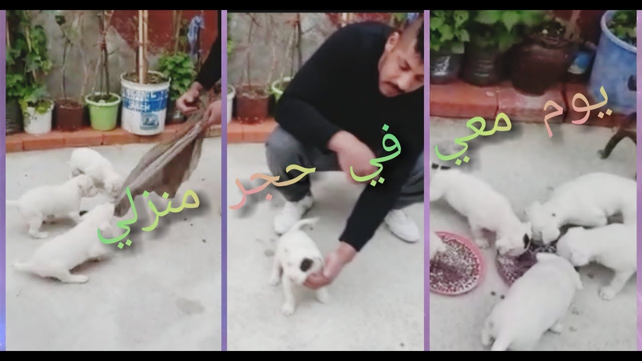 يوم معي في حجر منزلي برفقة صغار dogo بعد شهر و 7  أيام🐕 من ولادتهم