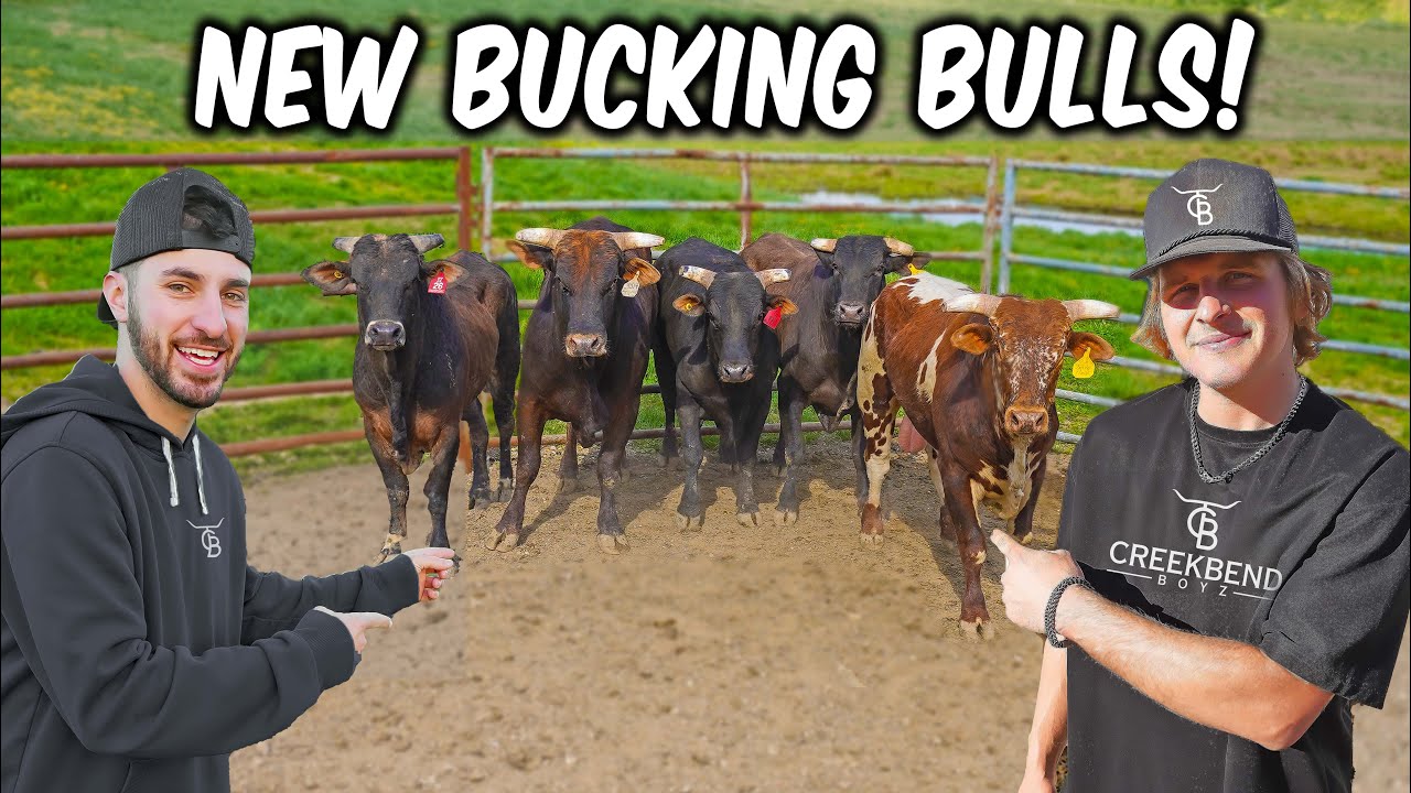 We Got 5 New Bucking Bulls... Then Tried Riding Every One!