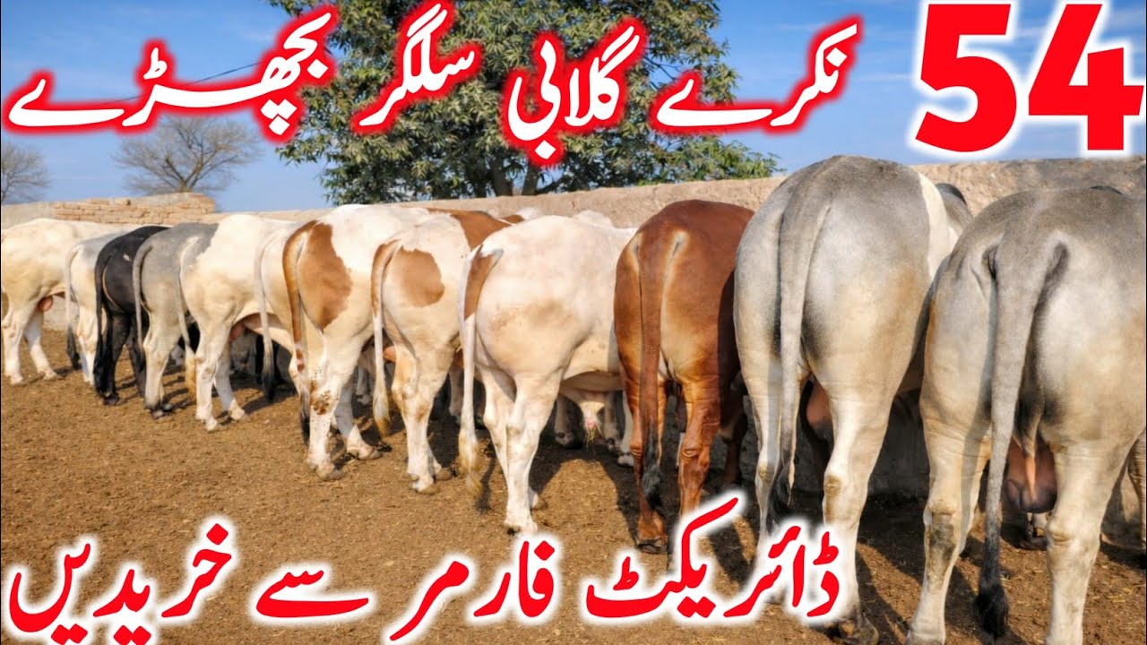 Cholistani Gulabi Nukre Patele Bachre Near Multan Cow Mandi || Global Village Farming 
