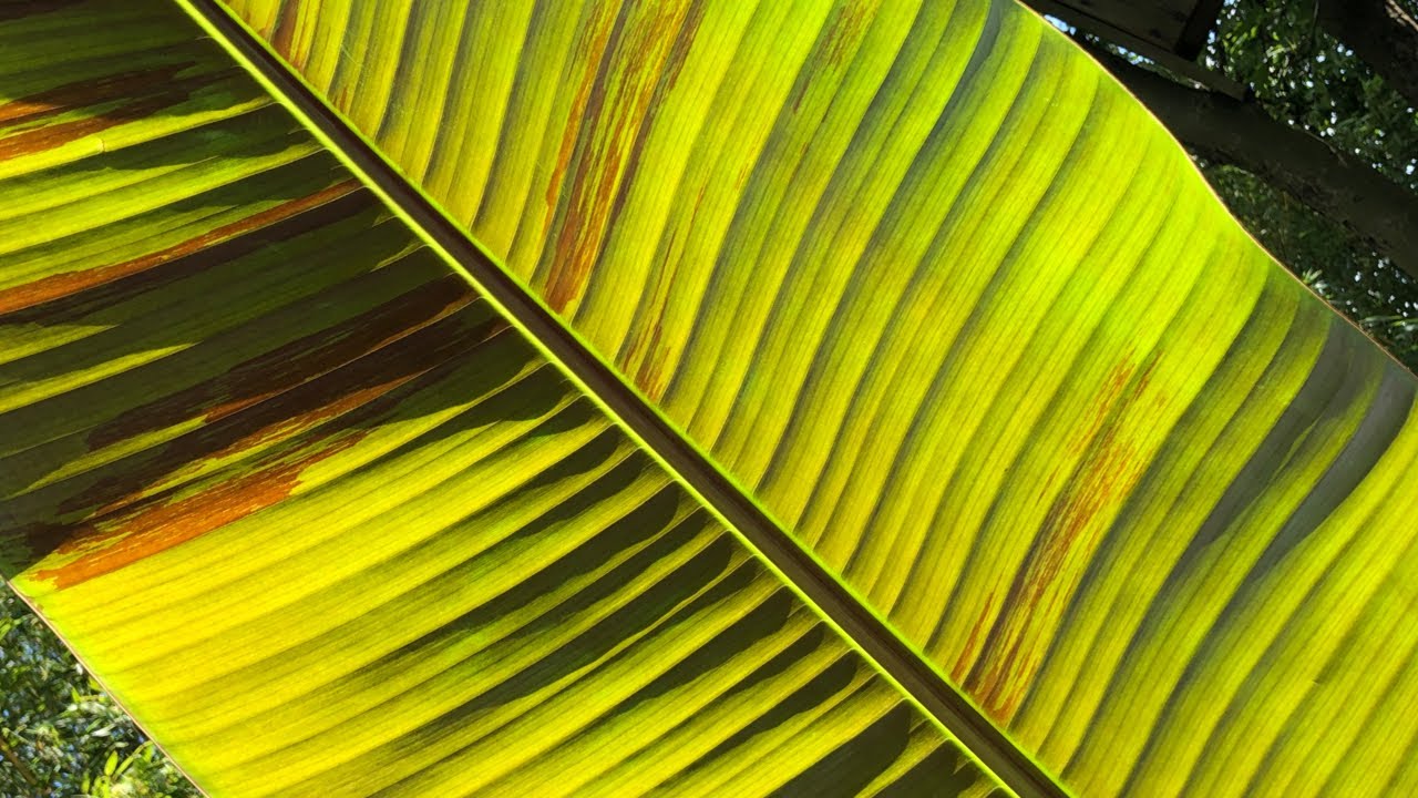 Banany w ostatni dzień października