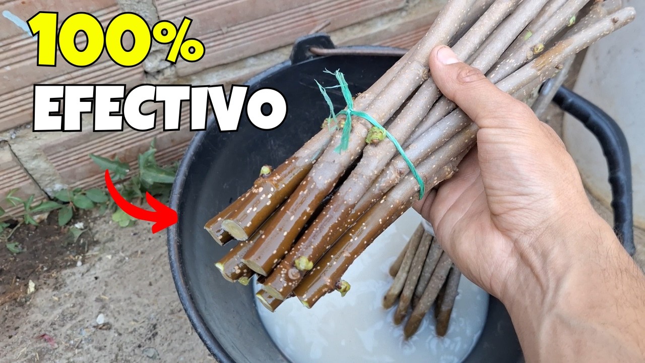 ESTE ES EL MEJOR ENRAIZANTE NATURAL PARA ESQUEJES | 100% efectivo