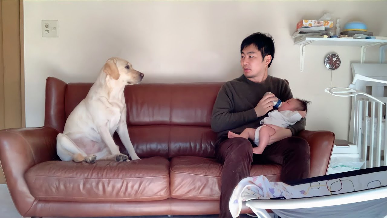 ゴンとサンと主夫のとある1日〜2020年冬〜ラブラドールレトリーバー