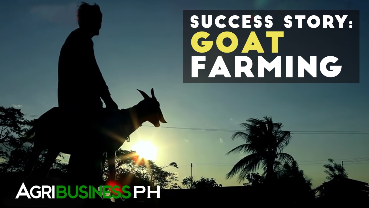 Goat Farming : Goat Farming Success Story | Agribusiness Philippines