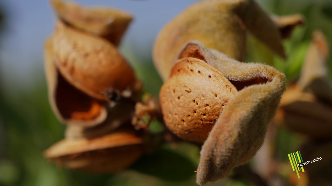 𝗖𝗼𝘀𝗲𝗰𝗵𝗮𝗻𝗱𝗼 𝗮𝗹𝗺𝗲𝗻𝗱𝗿𝗮𝘀 𝗚𝘂𝗮𝗿𝗮, 𝗔𝘃𝗶𝗷𝗼𝗿 𝘆 𝗦𝗼𝗹𝗲𝘁𝗮 𝗲𝗻 𝗦𝗲𝘁𝗼.