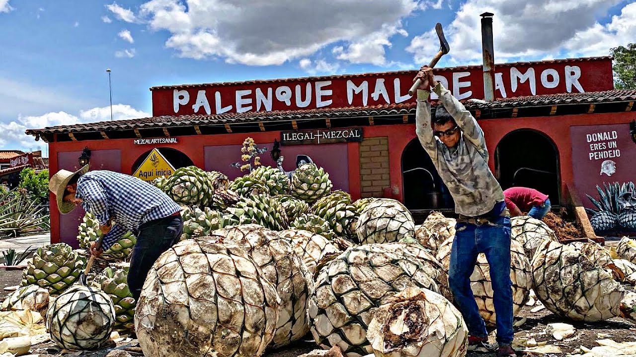 Proceso De Elaboración Del mezcal / Fábrica De Mezcal Mal De Amor 