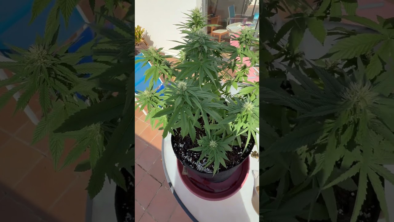 Полив Большого Куща всей линейкой BioBizz 🌱 | Питание на цветении